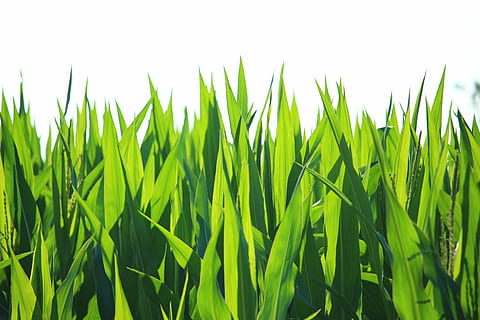 green grass vector art, plant, leaf, corn, cornfield, fodder maize HD wallpaper