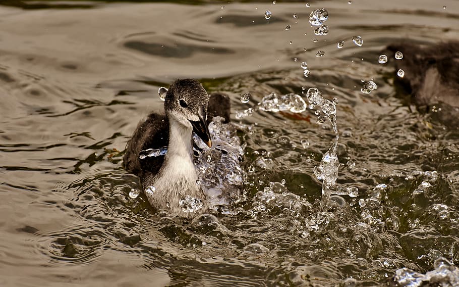 brown duck, coots, chicks, paddling, waters, nature, waterfowl HD wallpaper