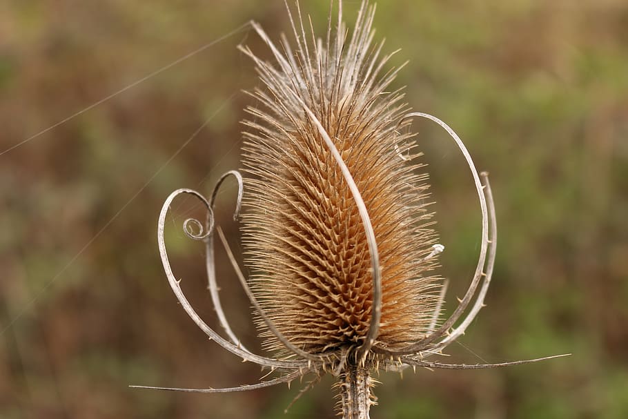 card, spiral, prickly, spur, seeds, autumn, regularly, regulation HD wallpaper