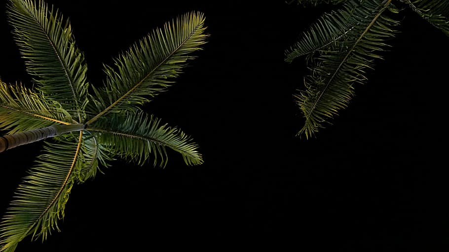 coconut tree, two, green, palm, dark, night, sky, plant, nature HD wallpaper