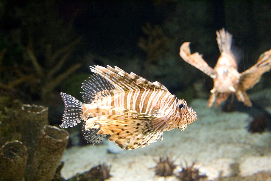 red fire fish, toxic, animals in the wild, animal wildlife HD wallpaper