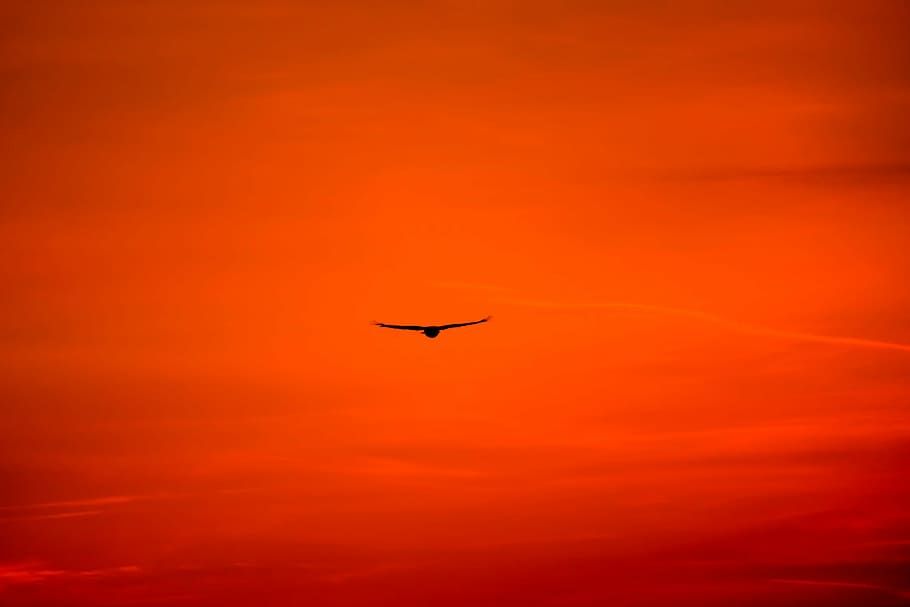 silhouette photography of flying bird, buzzard, king buzzard HD wallpaper