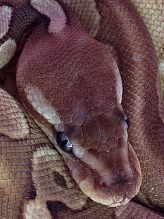 Lithium, Ball Python, Python, Snake, Normal, reptile, animal HD wallpaper