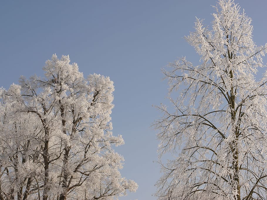tree, winter, snow, wintry, winter trees, cold, snowy, plant HD wallpaper