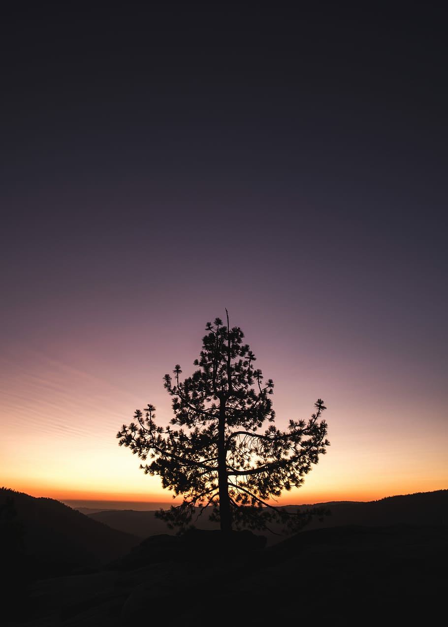 tree during golden hour, silhoutte of tree, silhouette, sky, pink, HD wallpaper