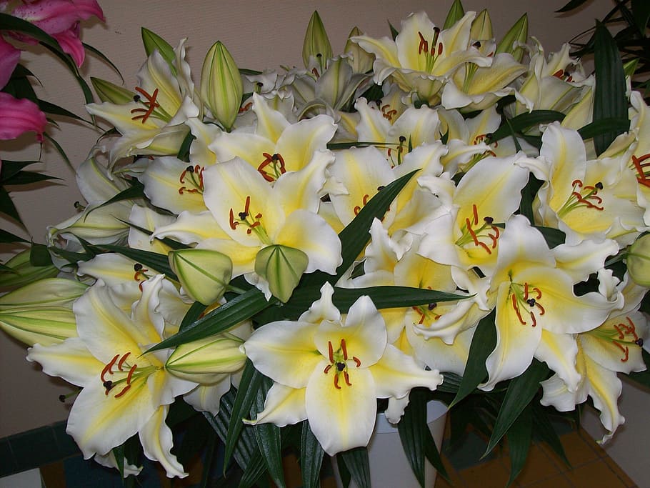 flowers, lilies, flora, spring, yellow, flowering plant, freshness HD wallpaper
