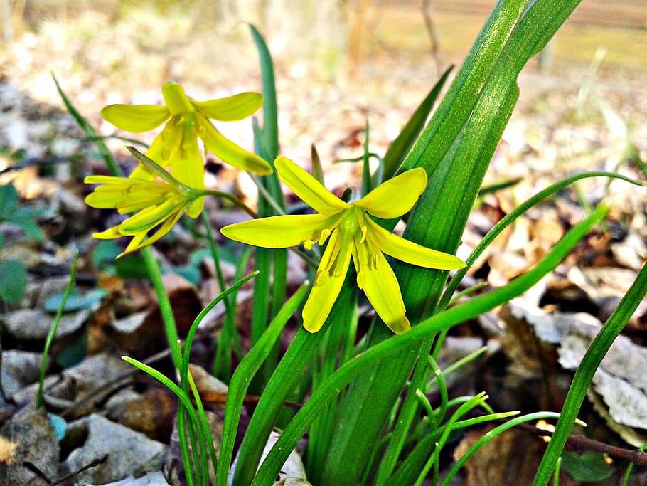 flower, yellow, green, spring, flowers, plants, nature, macro HD wallpaper