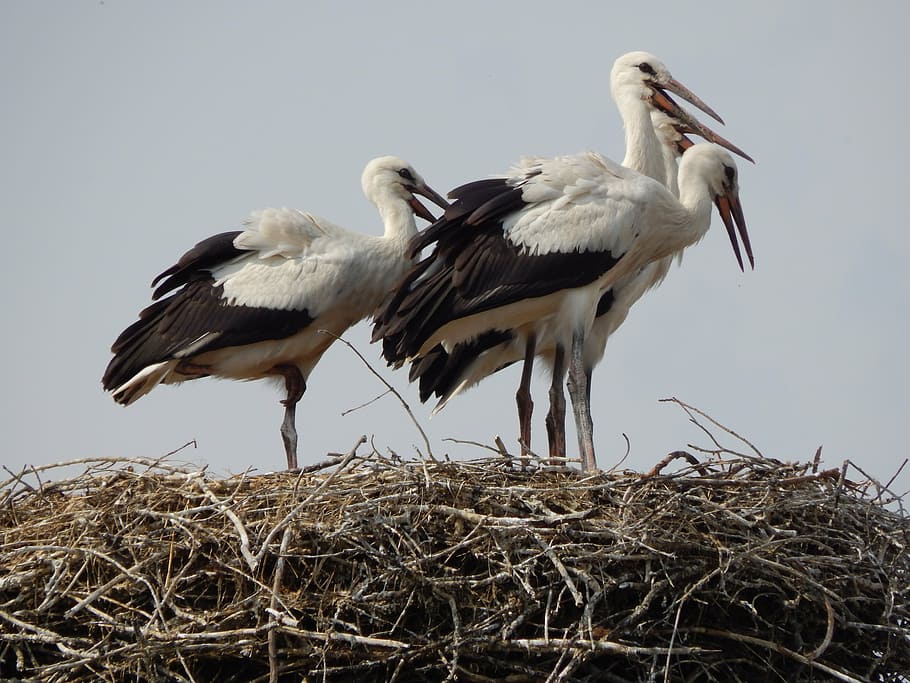 storks, birds, young, socket, vertebrate, animals in the wild HD wallpaper