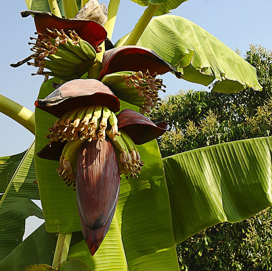 banana flower, small bananas, shrub, thailand, plant, leaf, HD wallpaper