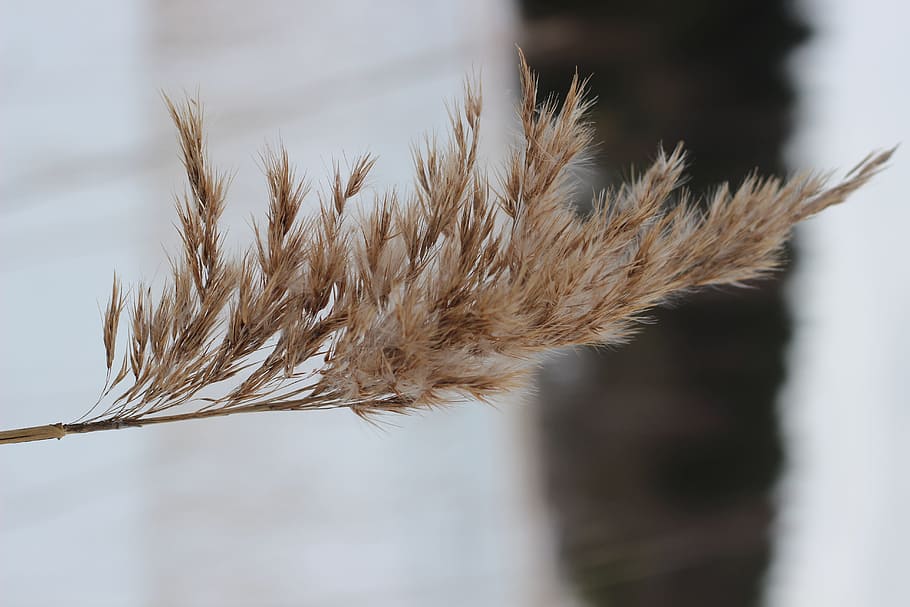 nature, close-up, plant, focus on foreground, growth, day, no people HD wallpaper