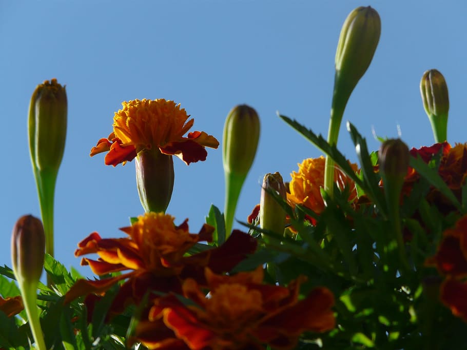marigold, blossom, bloom, bud, leaves, marigolds, turkish carnation HD wallpaper