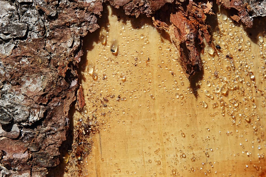 tree, bark, resin, nature, tribe, flake, log, wood, tears, textured HD wallpaper