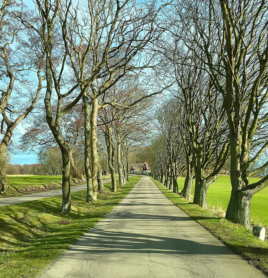 Trees, Landscape, Road, Nature, bare tree, the way forward HD wallpaper