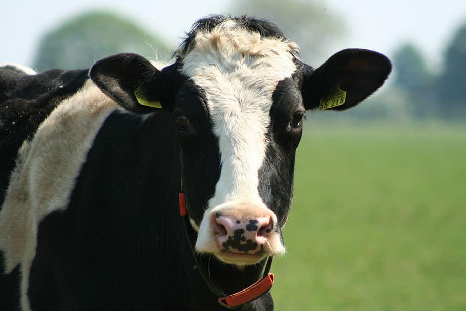 cow, cows, close up, farm, black-and-white cow, netherlands, HD wallpaper