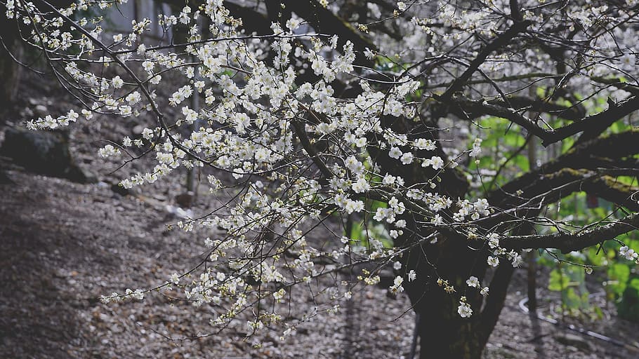 plum blossom, flower, context, spring, flower's, background HD wallpaper