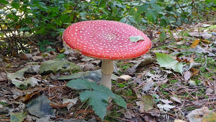mushroom, red, nature, fall, autumn, season, planet, fungus HD wallpaper