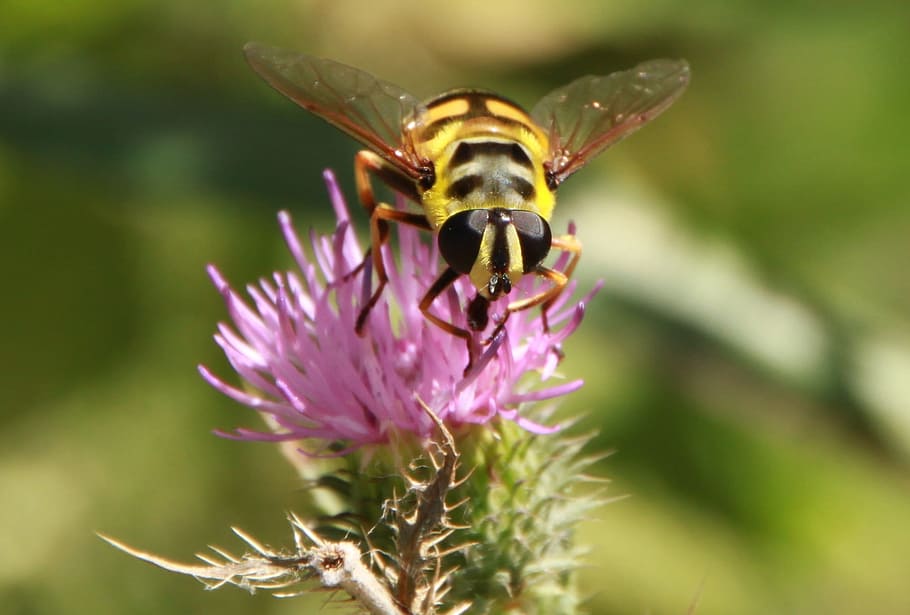 Hoverfly, Flower Fly, Bee, black, flowers, striped, thistle HD wallpaper