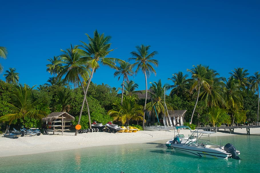 Maldives Beach, motorboat on water beside shoreline, trees, palm trees HD wallpaper