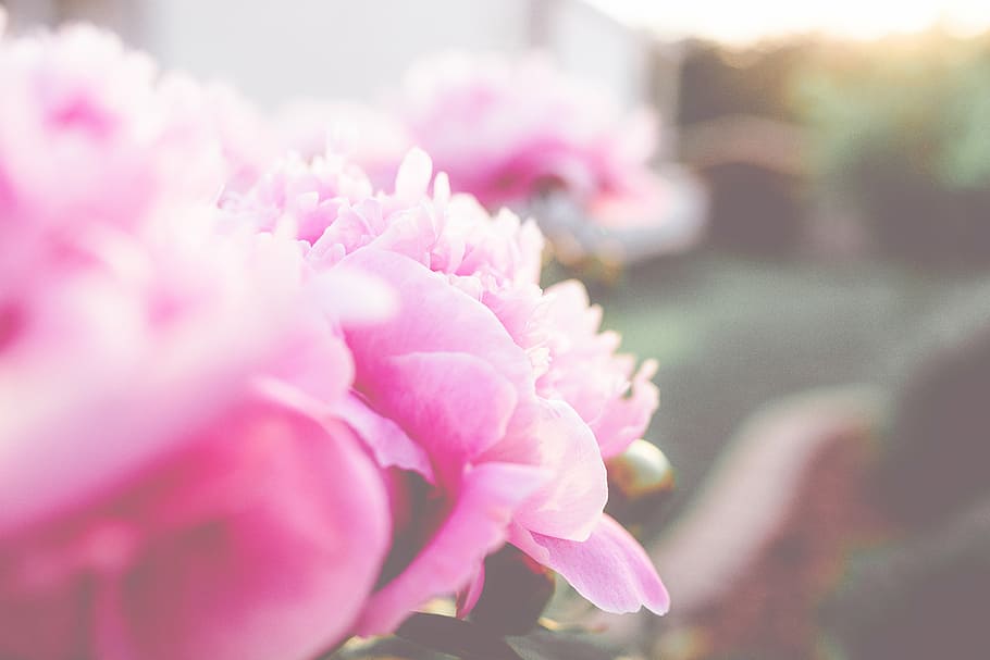 beautiful, bloom, blooming, blossom, blur, bright, bunch of flowers HD wallpaper