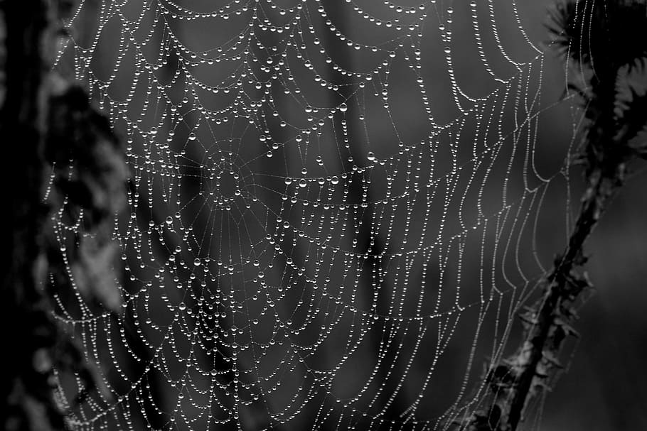 Spider Web, Drops, Dew, Nature, place, close-up, macro, wet HD wallpaper