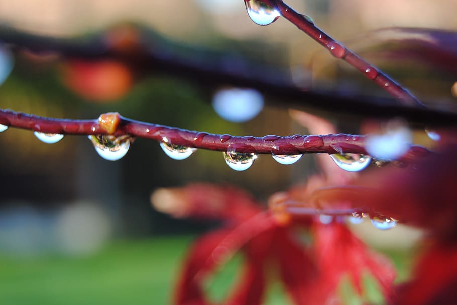 Drip, Acer, Bubble, Clear, Dew, Dewdrop, dribble, droplet, foliage, HD wallpaper