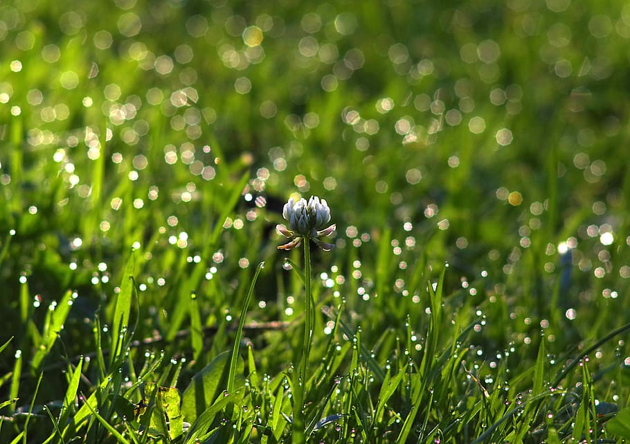 Clover, White, Grass, Shine, Bokeh, rosa, morning, meadow, green HD wallpaper