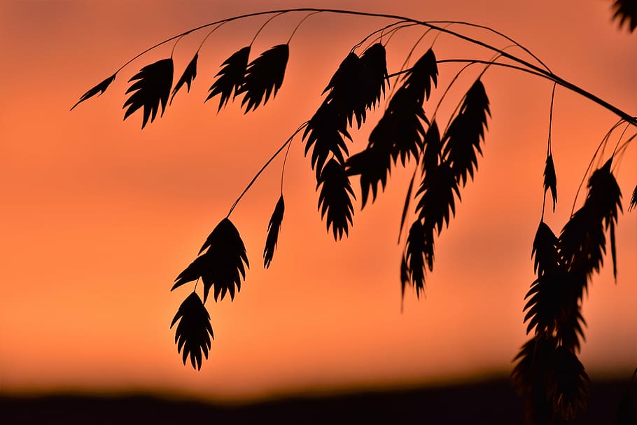 grass, back light, mood, background, sun, nature, grasses, closeups HD wallpaper