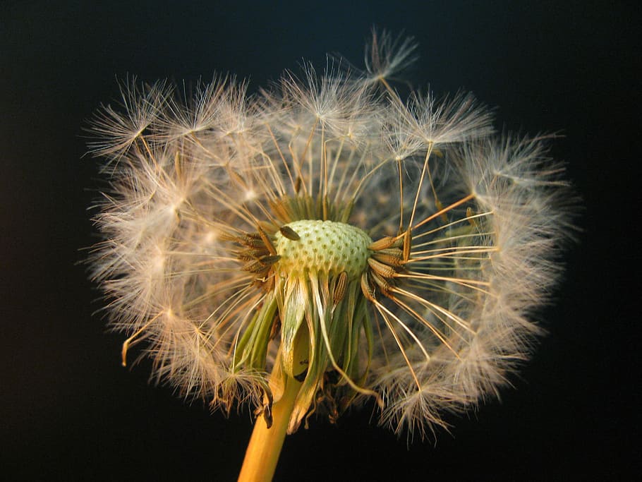 Dandelion, Seeds, Weed, Spring, Plant, seed head, meadow, nature HD wallpaper