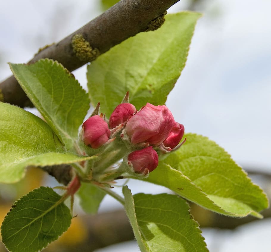Tree, Blossom, Bloom, Spring, green, fruit, plums, healthy HD wallpaper