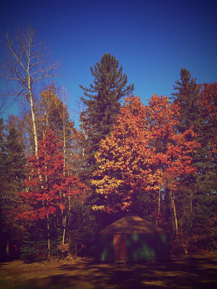 fall, tree, autumn, nature, season, leaf, forest, color, foliage HD wallpaper