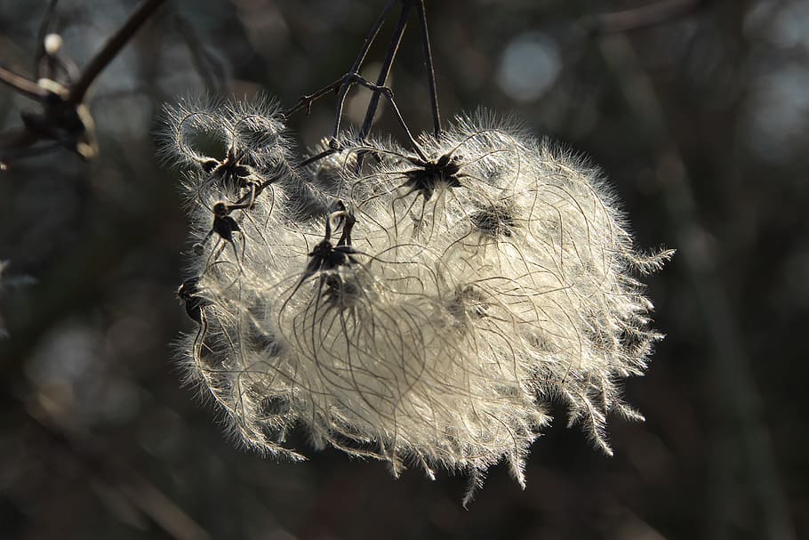 blossom, bloom, fluff, light, back light, focus on foreground HD wallpaper