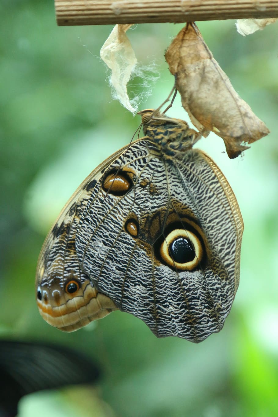 Butterfly, Larva, Insect, Macro, animal, nature, wildlife, one animal HD wallpaper