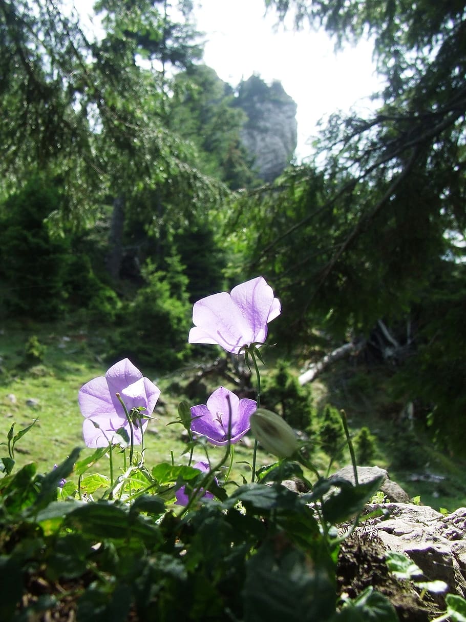 flower, bellflower, meadow, pine, forest, nature, onion mountains HD wallpaper