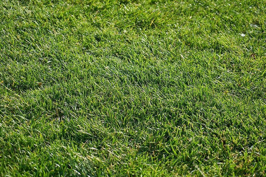 green grass, nature, background, texture, macro, horizontal HD wallpaper