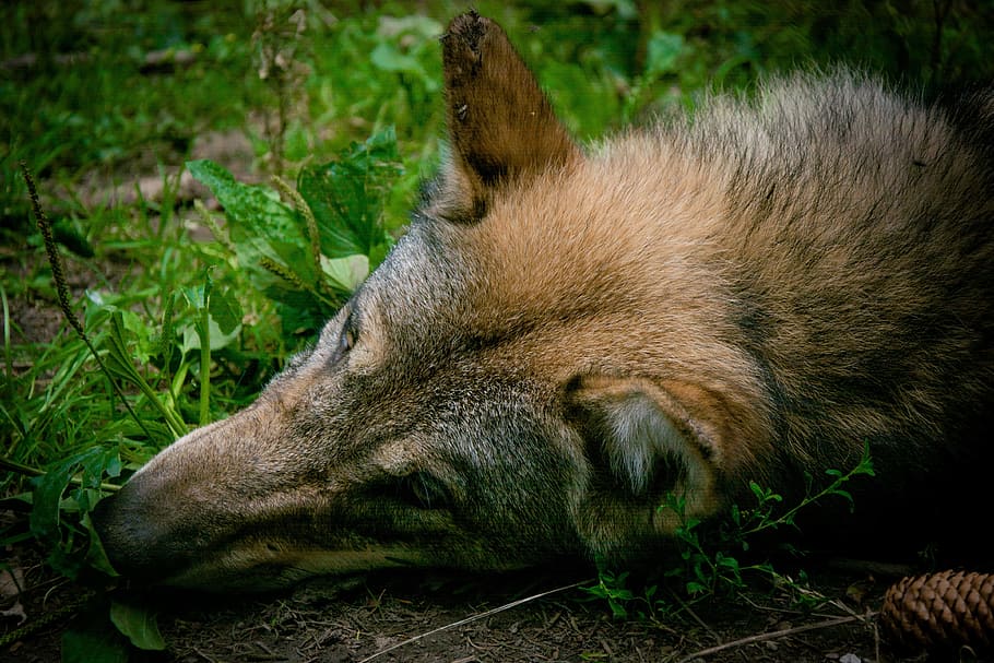 wolf, head, fur, ears, nose, schnute, snout, canis lupus, canini HD wallpaper