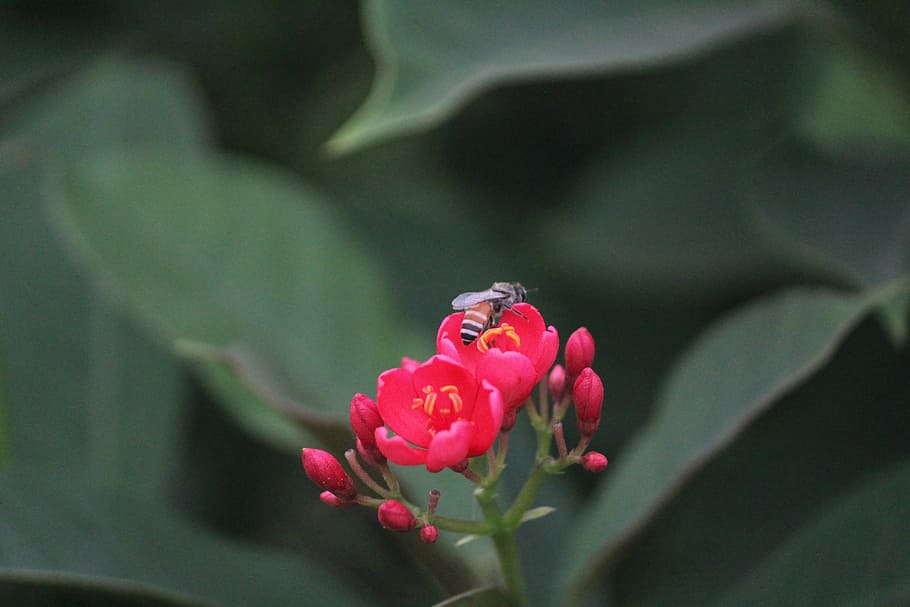 Flower, Honey Bee, Pollination, red flower, growth, nature HD wallpaper