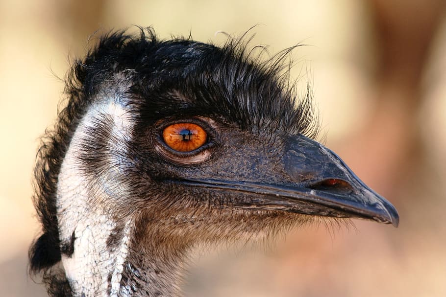 Emu, Head, Beak, Bird, Australia, Face, curiosity, funny, avian, HD wallpaper