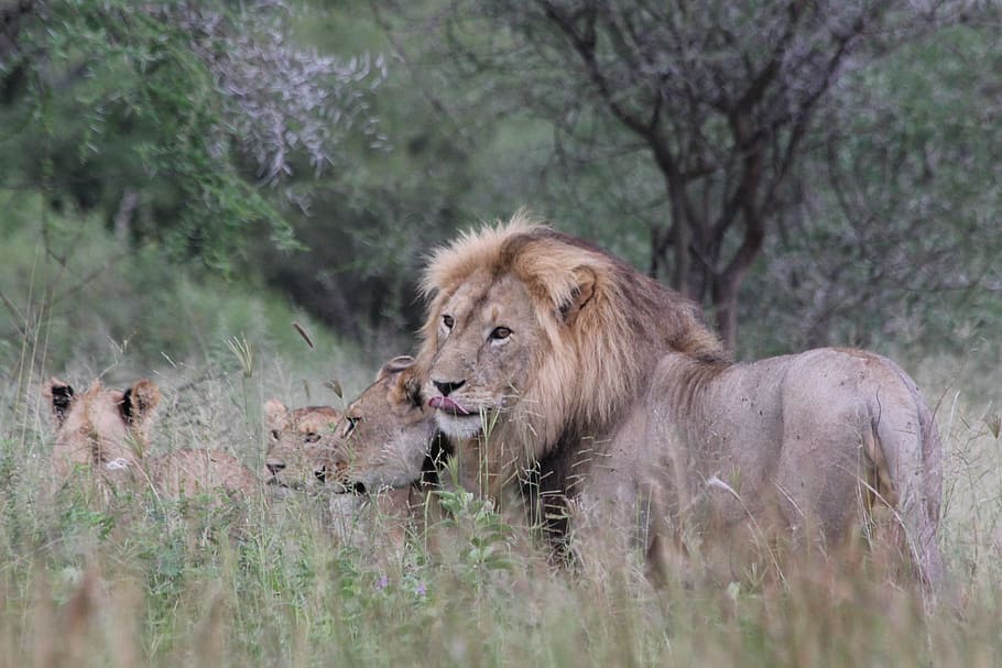 group of lion on grassy field, Africa, Tanzania, Tarangire, wild animal, HD wallpaper