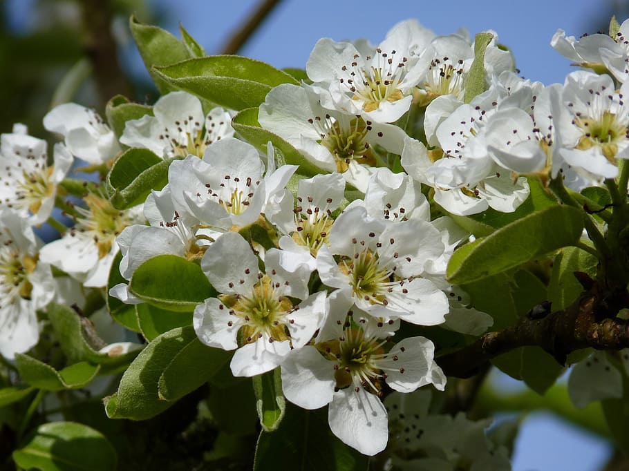 blossom, bloom, cherry, spring, cherry blossom, tree, macro HD wallpaper