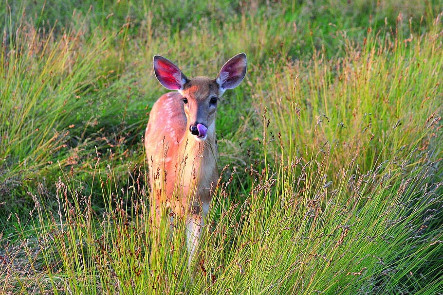 deer, doe, looking, wildlife, nature, female, portrait, wilderness HD wallpaper