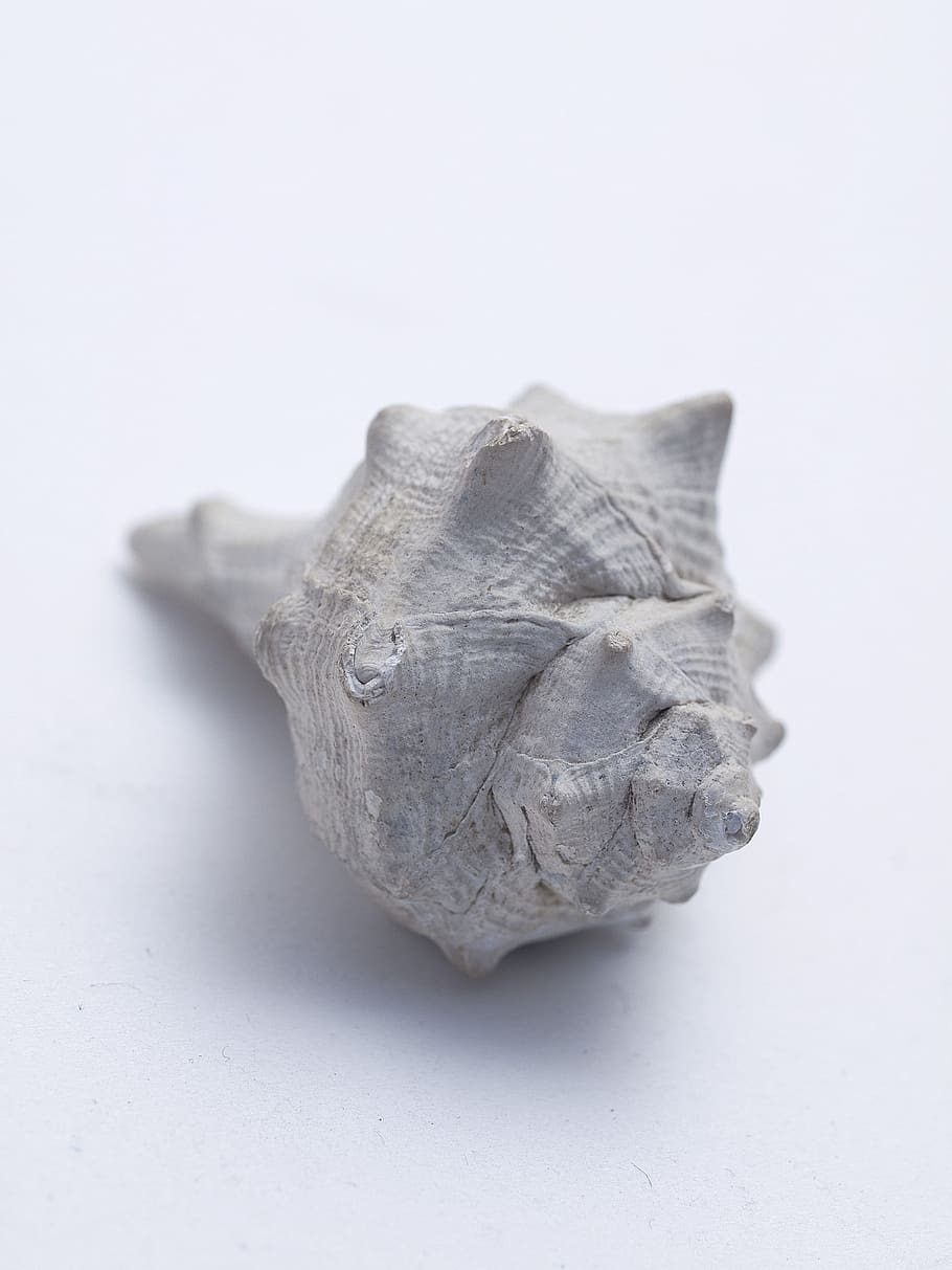 macro, shell, nature, sea, white background, studio shot, close-up HD wallpaper