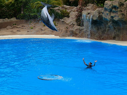 dolphin, jump, high, ring, jump through, artistry, dolphin show HD wallpaper