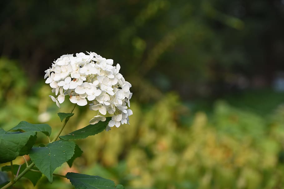 hydrangea viburnum, flower, white, flowering plant, beauty in nature HD wallpaper