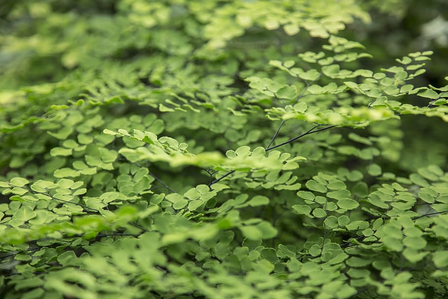 leaves, macro, detail, texture, green, nature, leaf, plant HD wallpaper