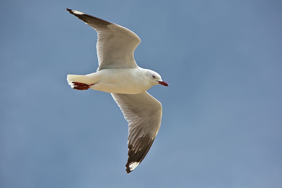 white bird flying closeup photography, black, seagull, gliding HD wallpaper
