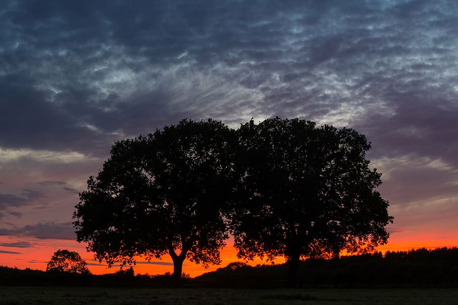 silhouette photo of trees during golden hour, sky, red, burning HD wallpaper