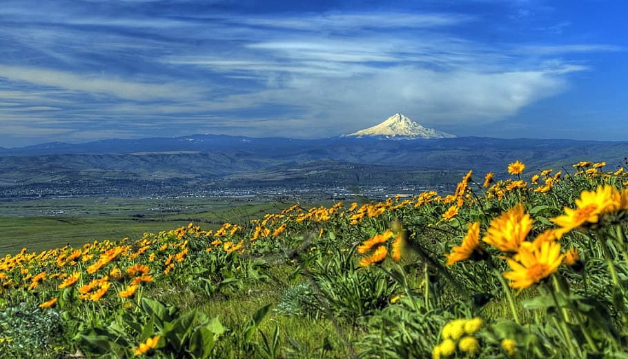 Landscape near Mount Hood, Oregon, fields, flowers, photos, landscapes