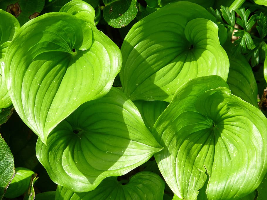 Vegetation, Leaves, Green, Green, Leaf, Nature, large leaf HD wallpaper
