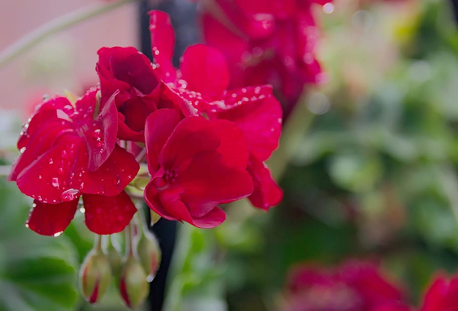 geranium, flower, macro, flowering, potted flower, garden, nature HD wallpaper