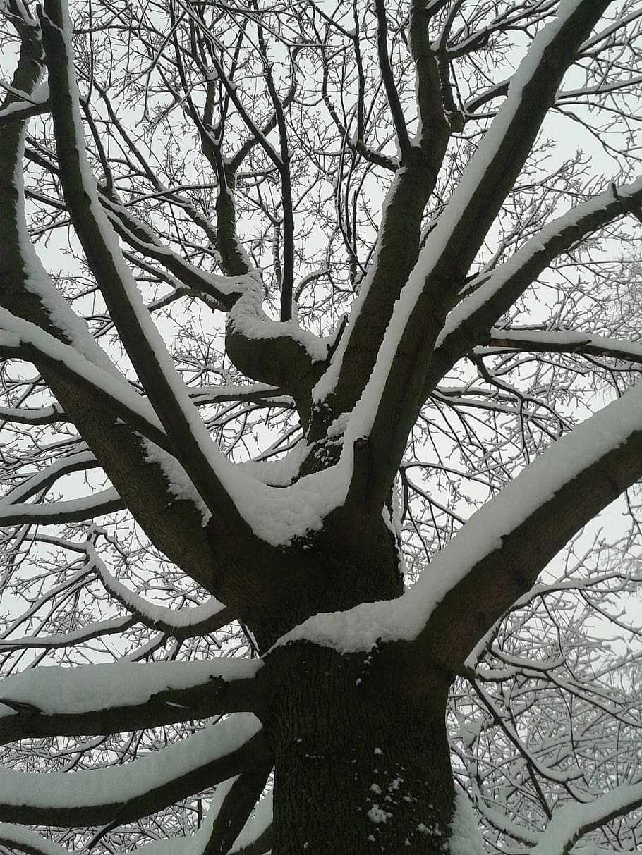 winter, snow, tree, cold, nature, branch, forest, plant, bare tree HD wallpaper